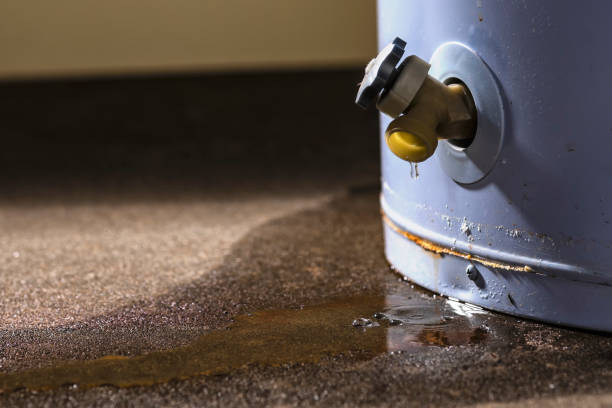 Best Mold removal after water damage  in Paris, TN