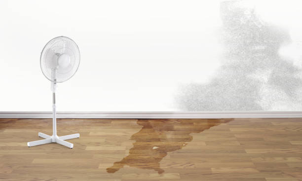 Best Water damage restoration near me  in Paris, TN