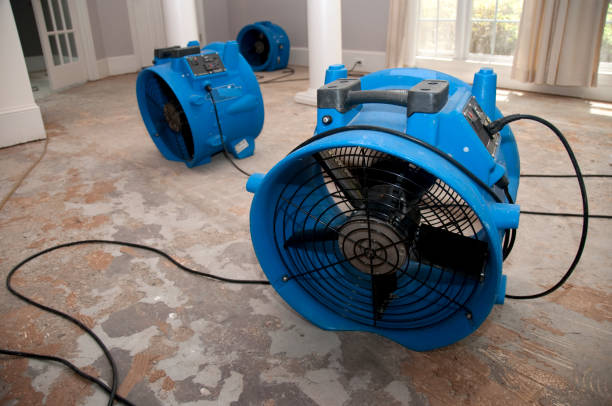 Best Professional water damage repair  in Paris, TN